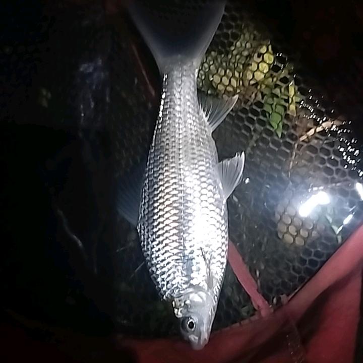 《 独钓一江秋 》