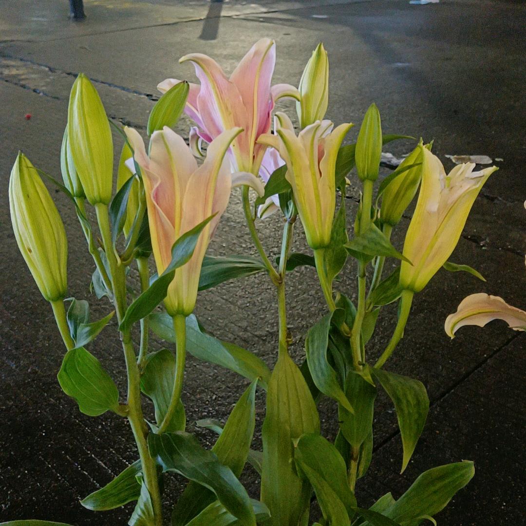 为了生活不放弃