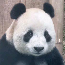 李铭铭