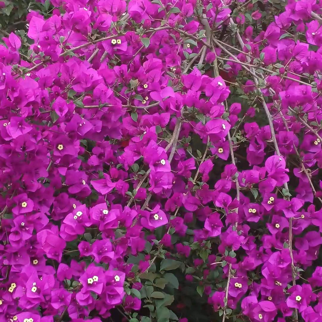 渝（余倾城）🌹🌹🐷