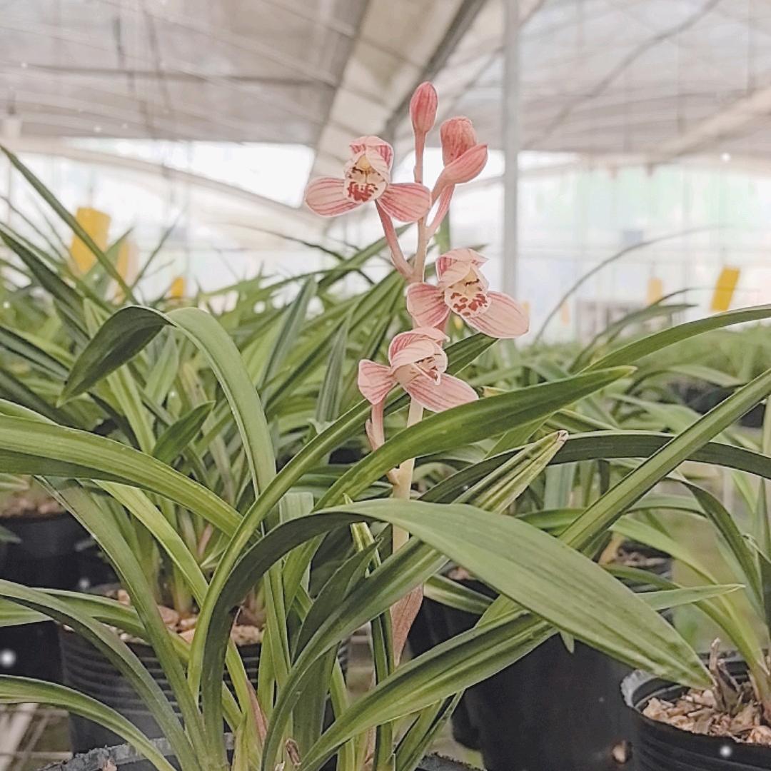 广水兰花