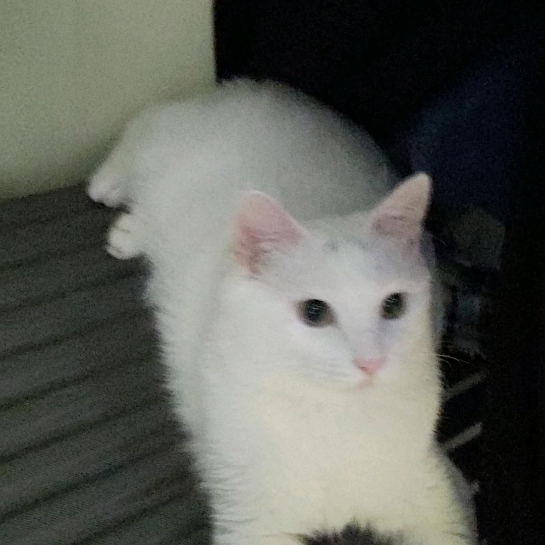 烦