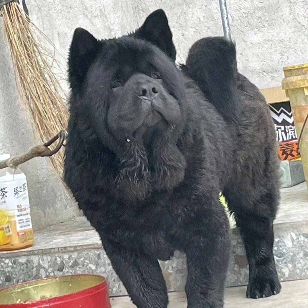 雄叔田园犬