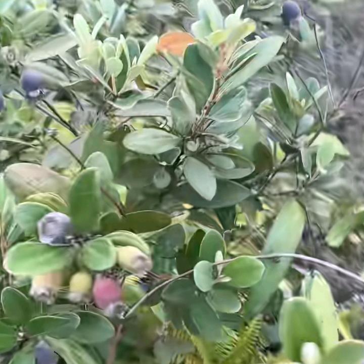 芸霞