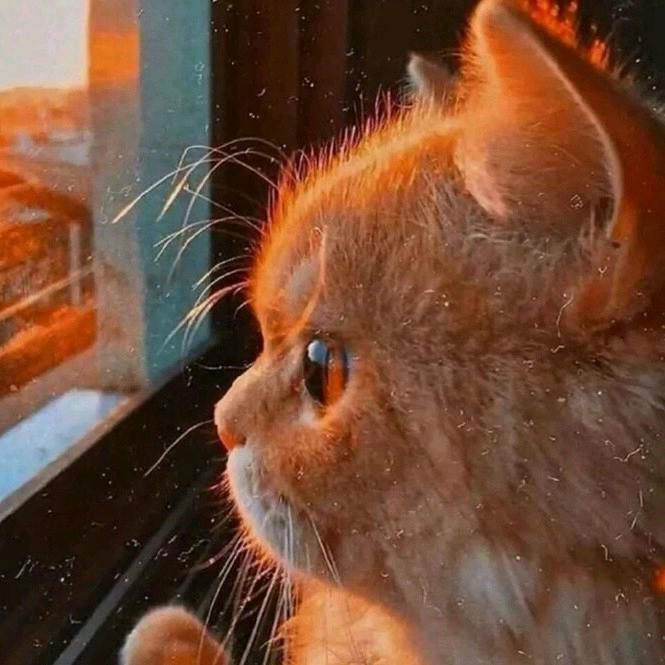 蹦蹦跳跳的土豆君