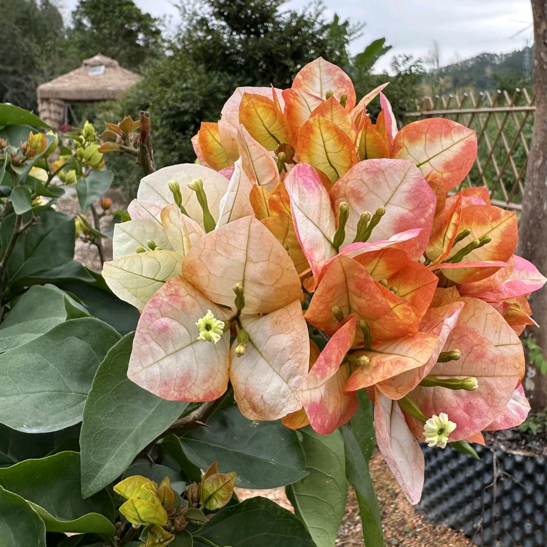 花有约园艺