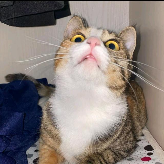 若能一世安稳，谁又愿意颠沛流离