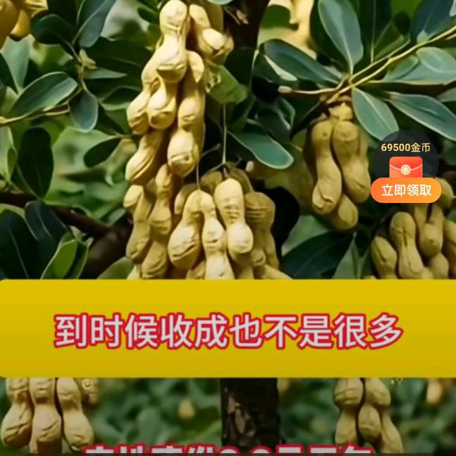 快乐A歌