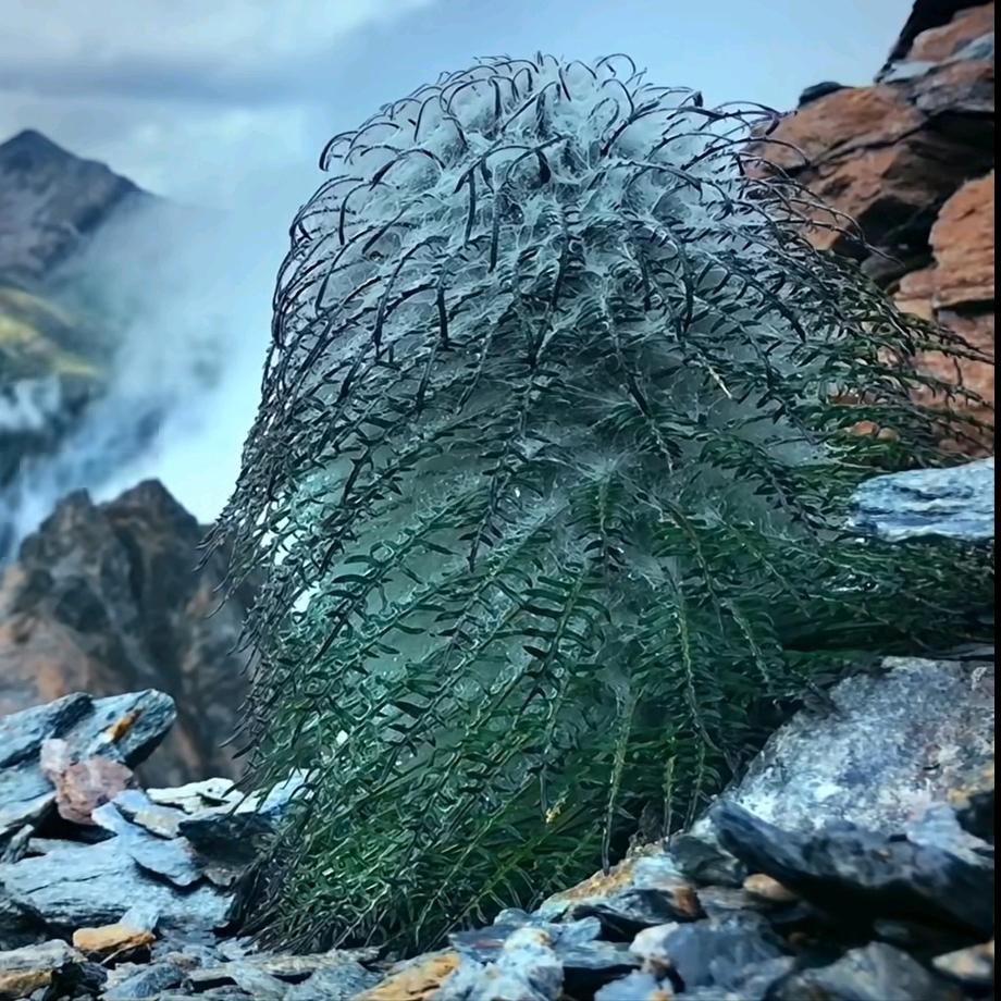 羽裂雪兔子