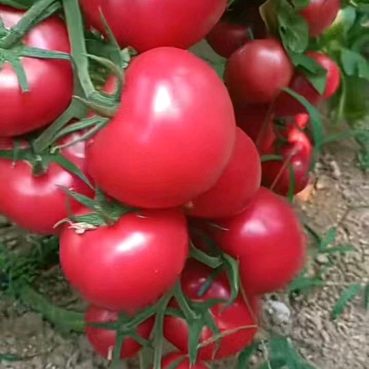 千里马常有而伯乐不常有