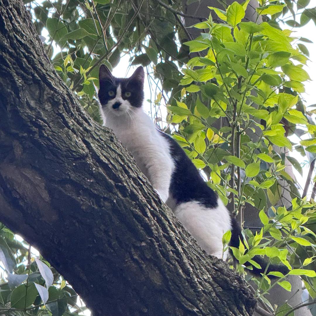 不爱喝奶茶的媛宝😘