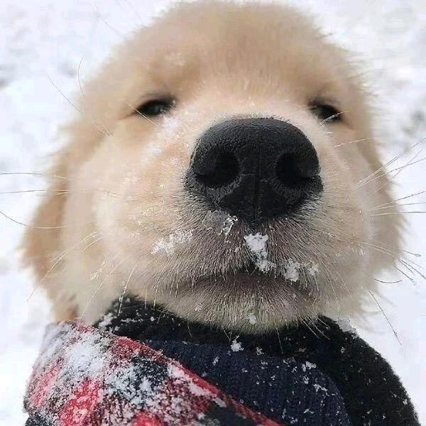 ₍ᐢ..ᐢ₎。゜