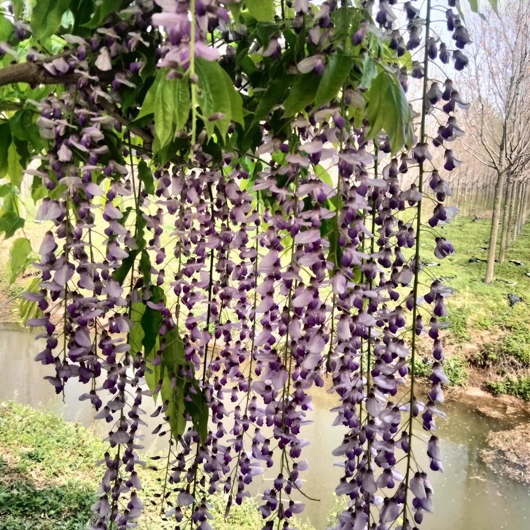 刚芳国欣