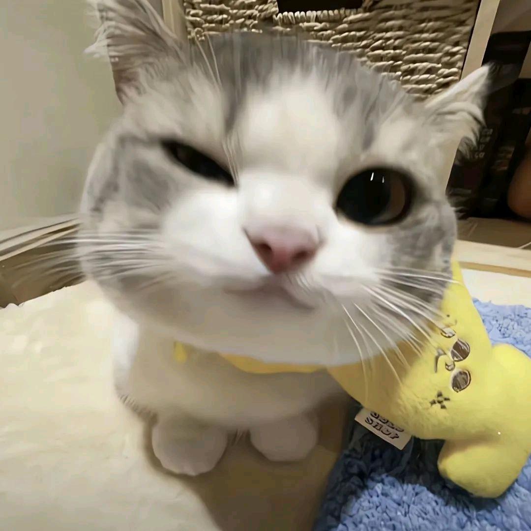 柿柿如意🍊