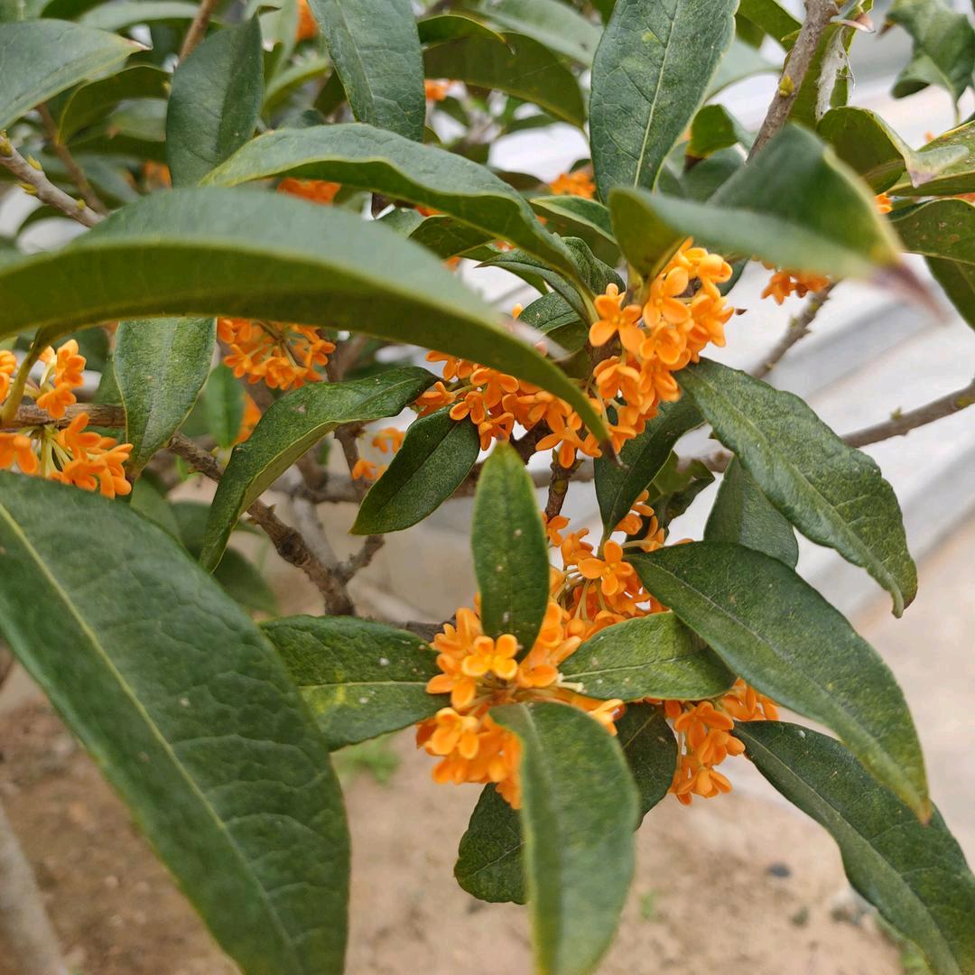 🌸🌸🌸🌸🌸🌸