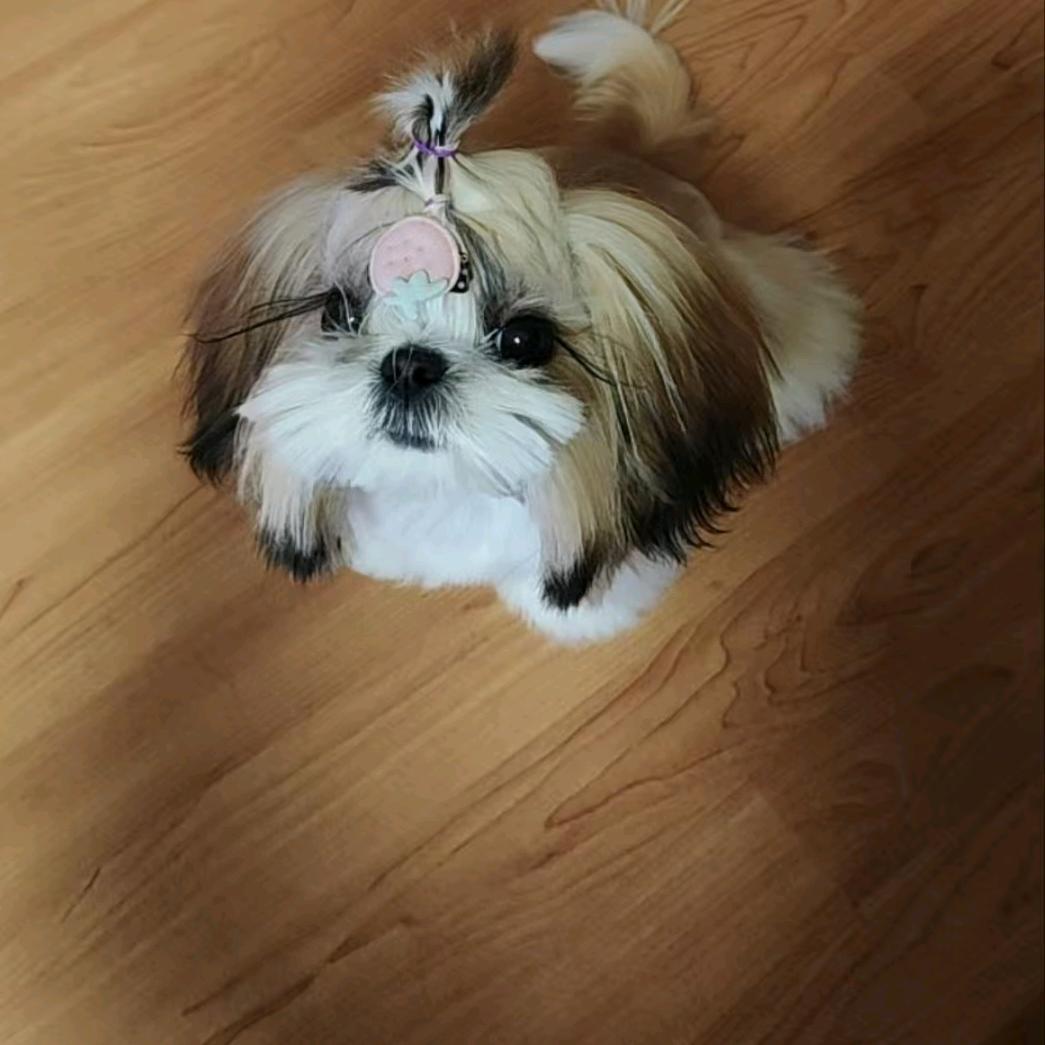 🐑腿