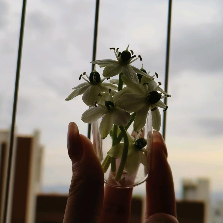 ☘️