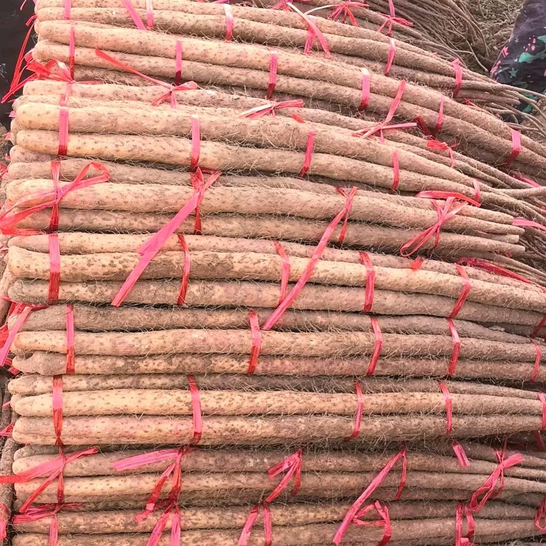 铁棍山药批发零售