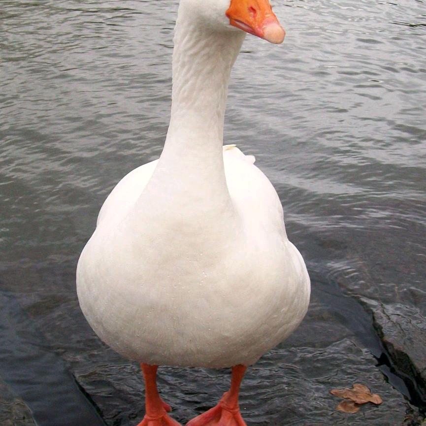 英子