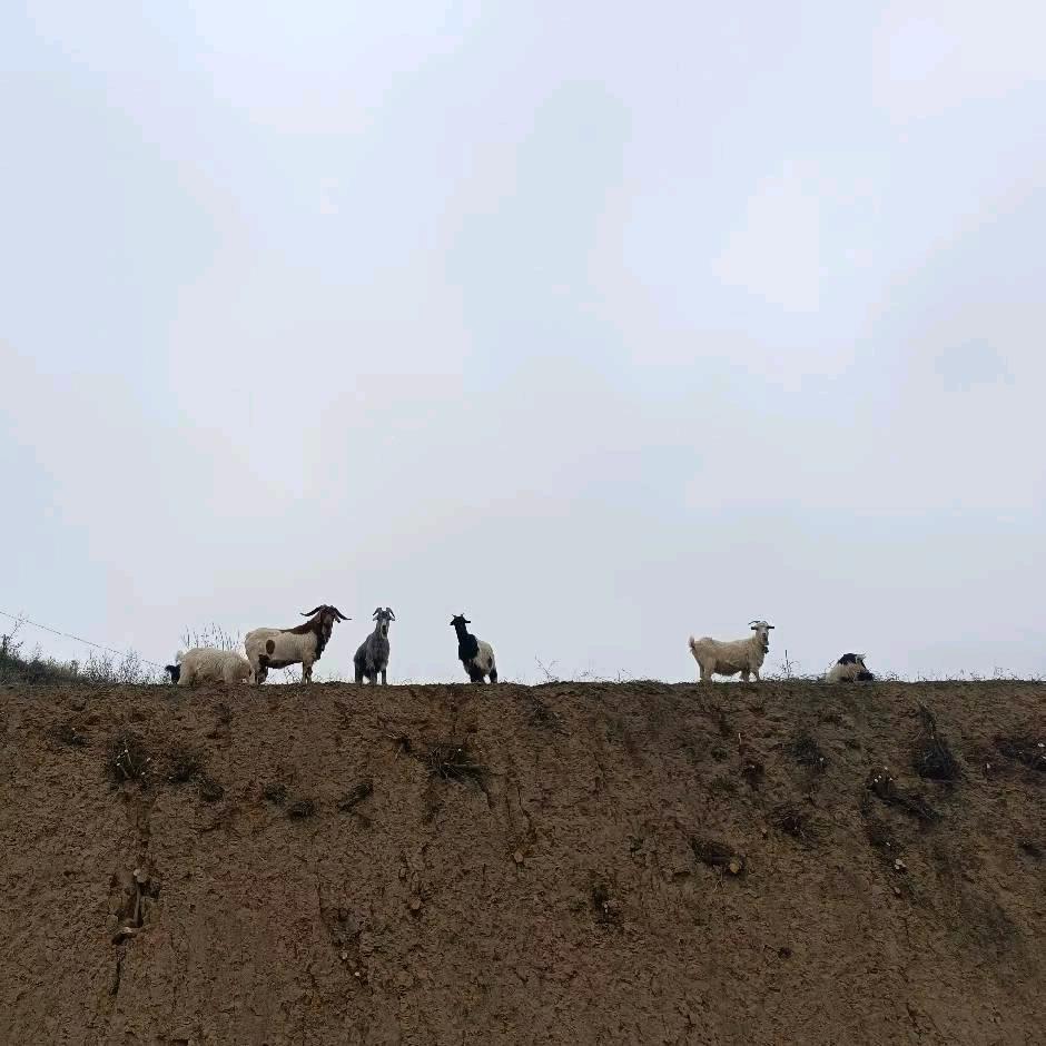 阿尧