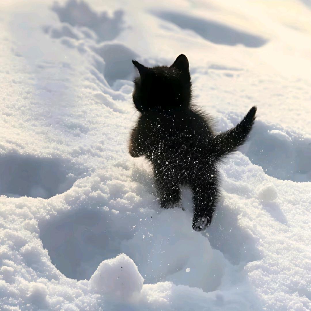 小猫疑惑