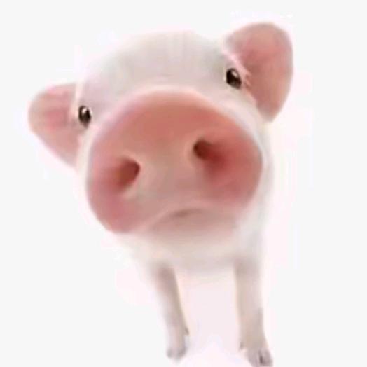 一只可爱的小猫（已有闺）