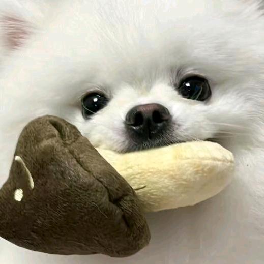 抱抱熊