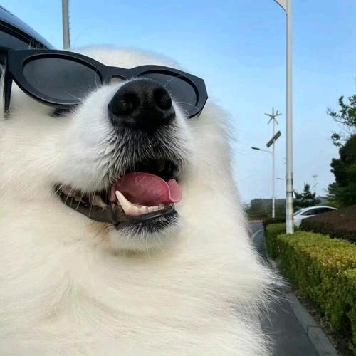 疯狂大表弟