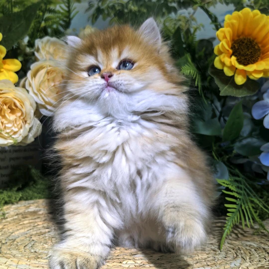 希希猫舍