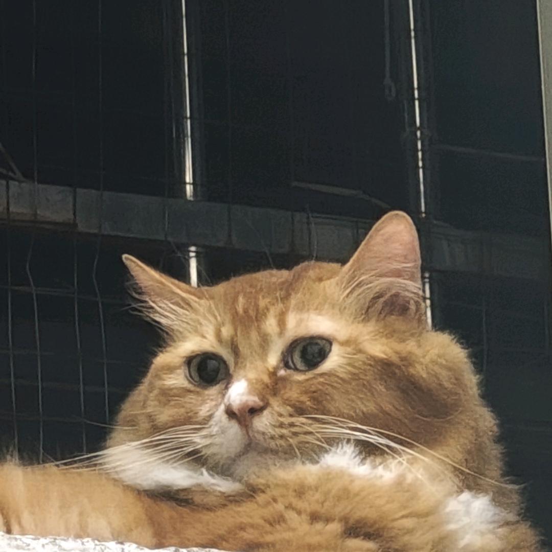肚肚打雷了