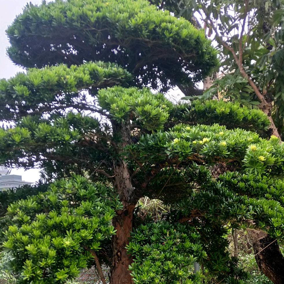 看不清未来