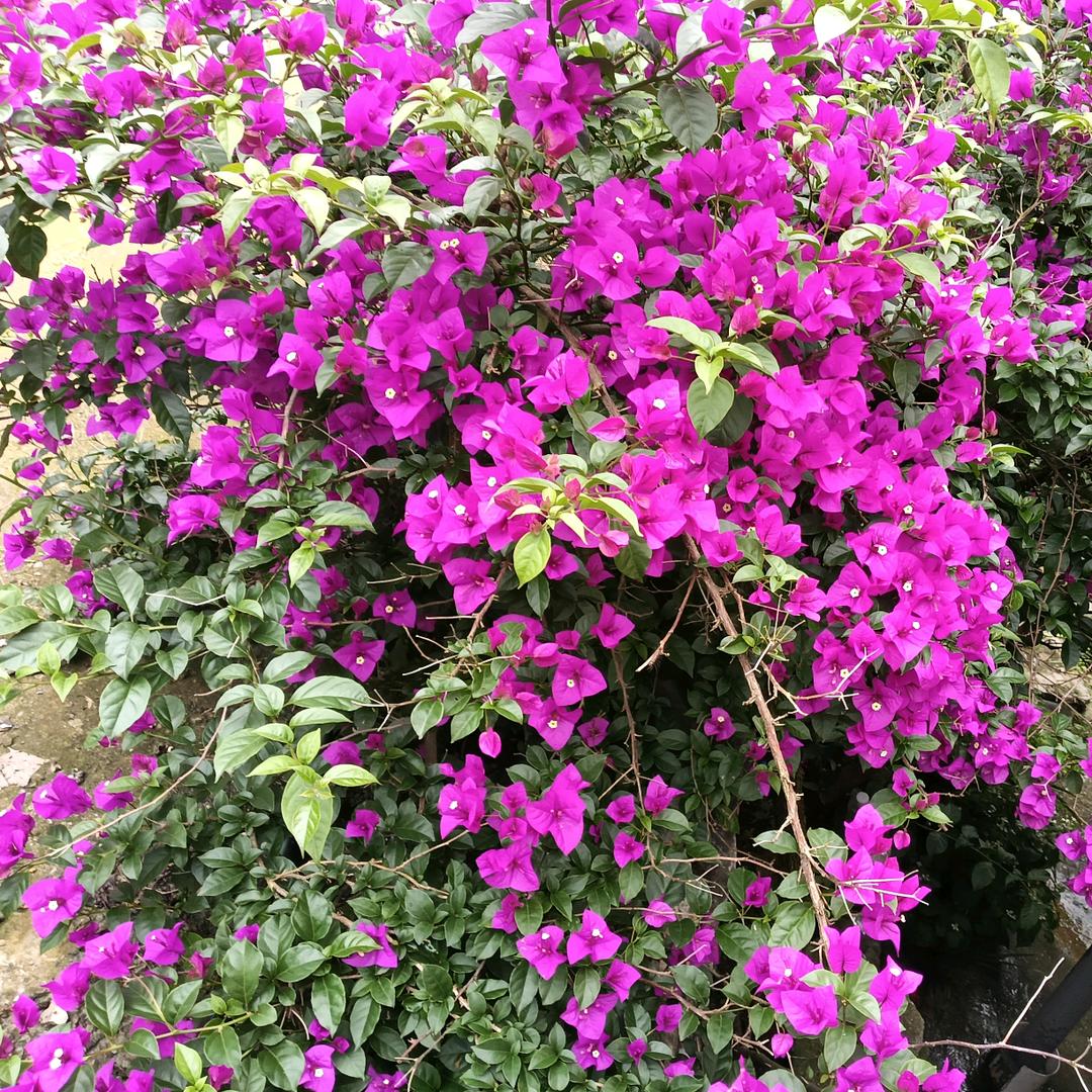 还没想好