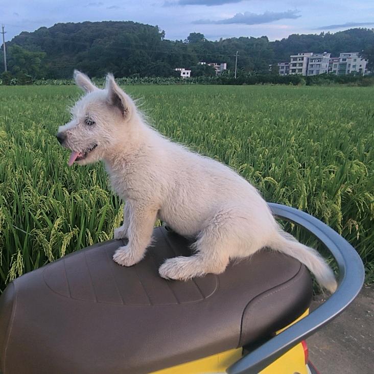 00后玩狗爱好者