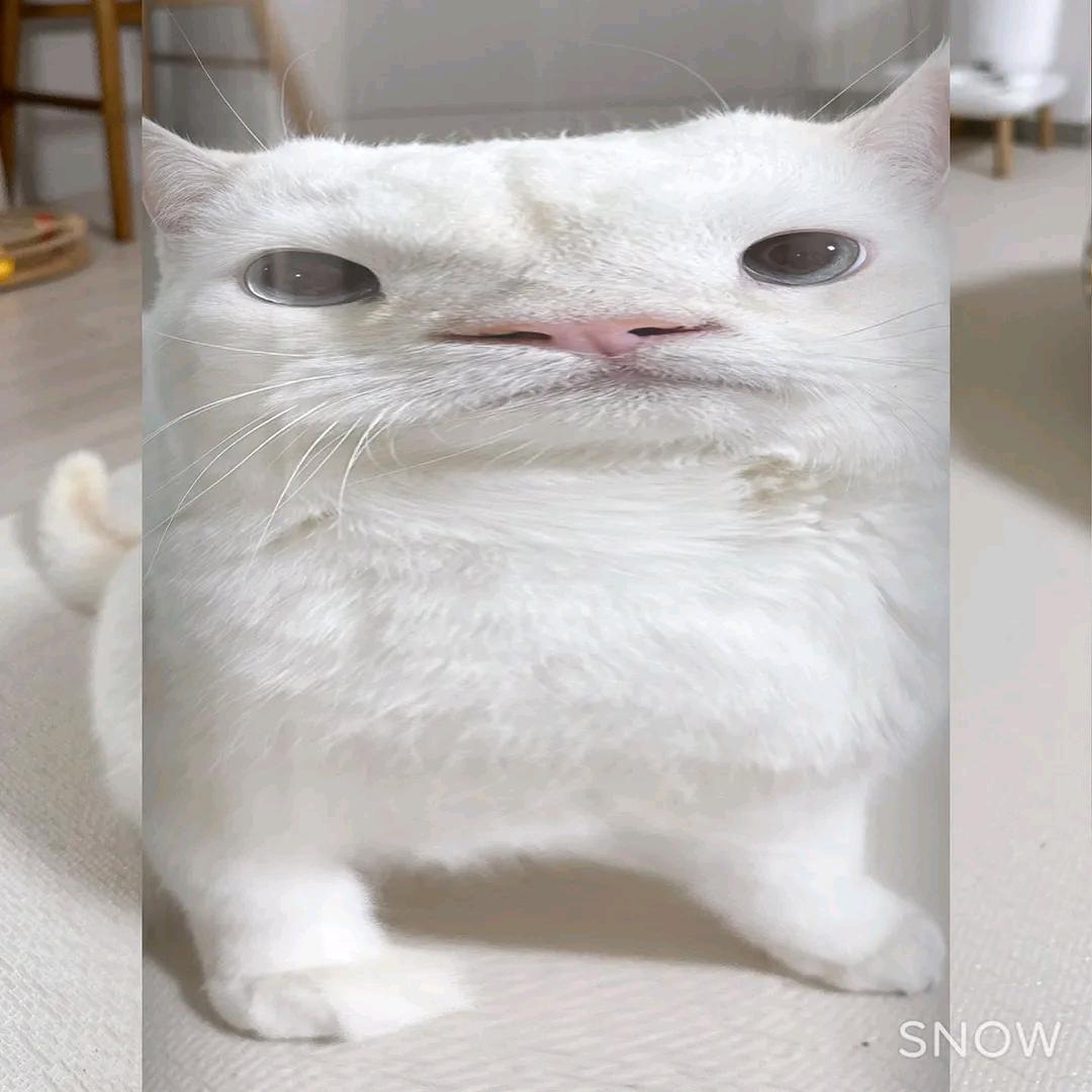 雪碧味可乐