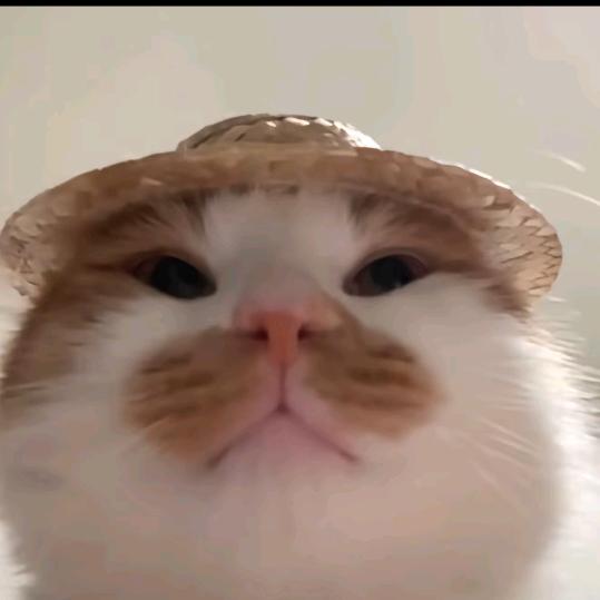 深情大鱿鱼