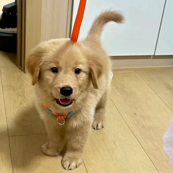 六六是只大金毛