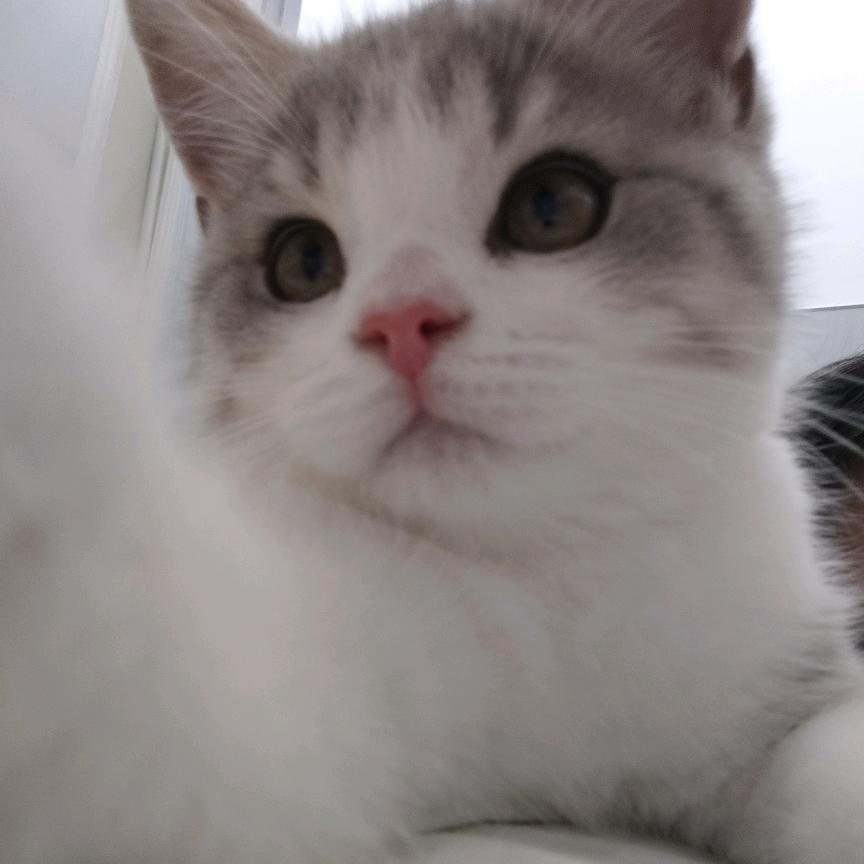 小迪猴猴