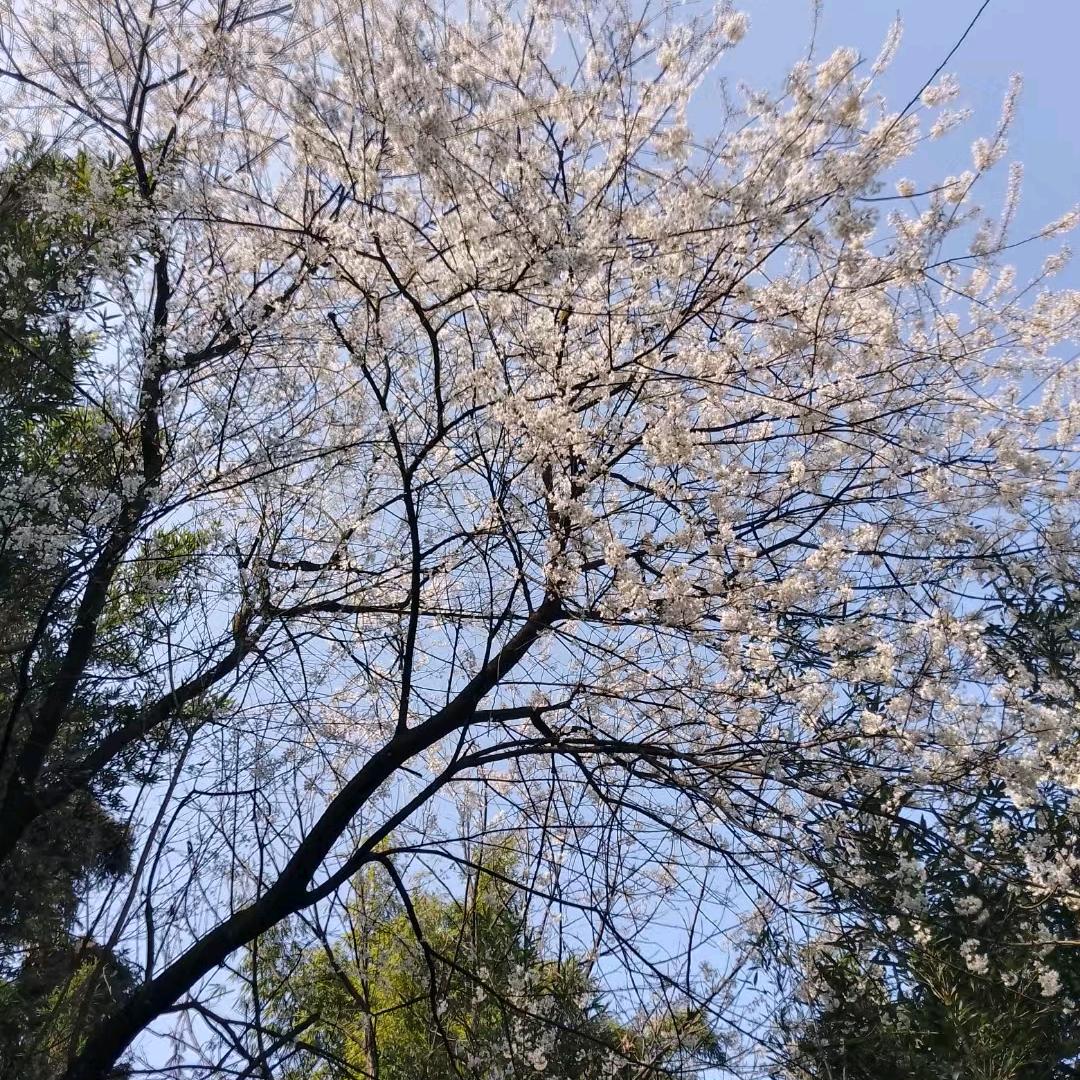 雪见