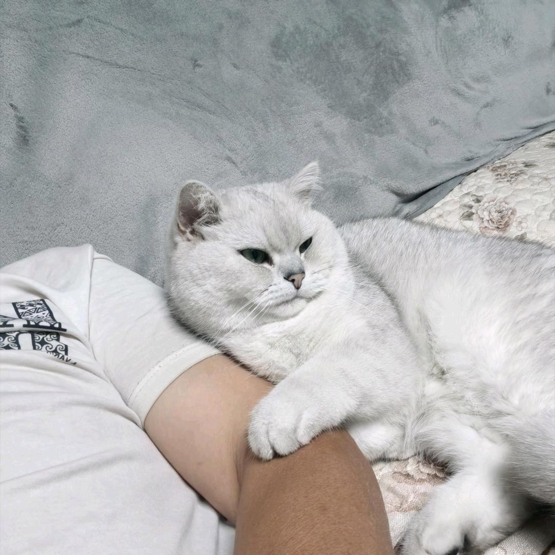 武