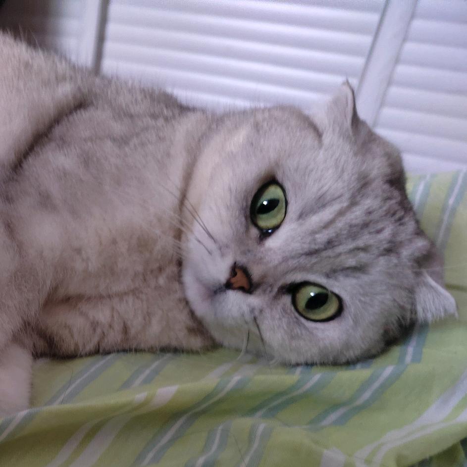 软糖味猫猫🐻⁹⁷