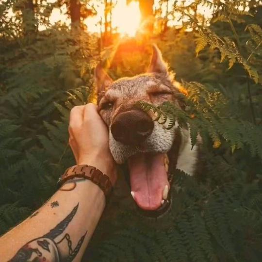 狼性￥佛心❤️