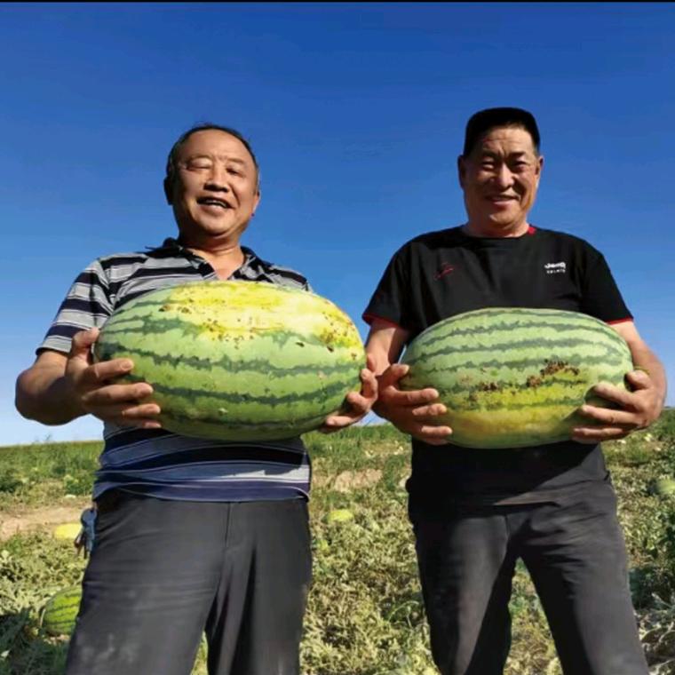 新疆沙漠农特产品供应链严选基地