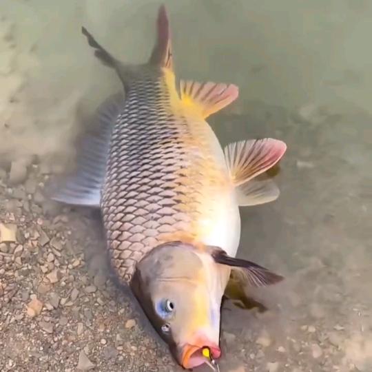 大鲫大鲤