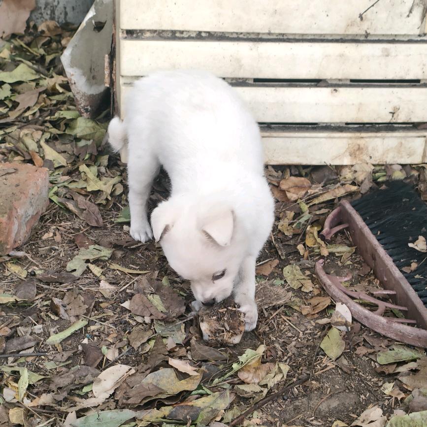 小虎流浪狗农场