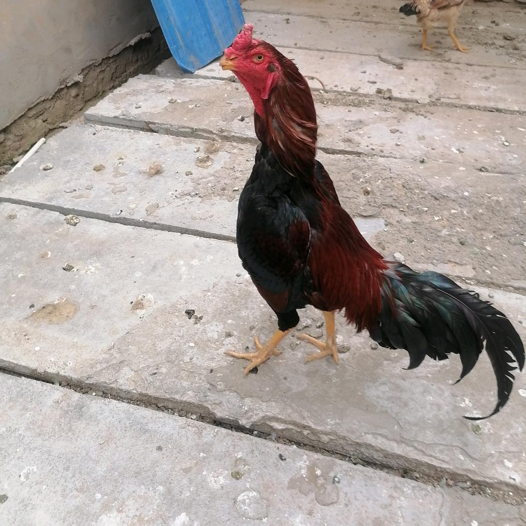 斗鸡养殖
