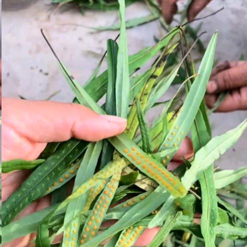 长白山常年跑山人