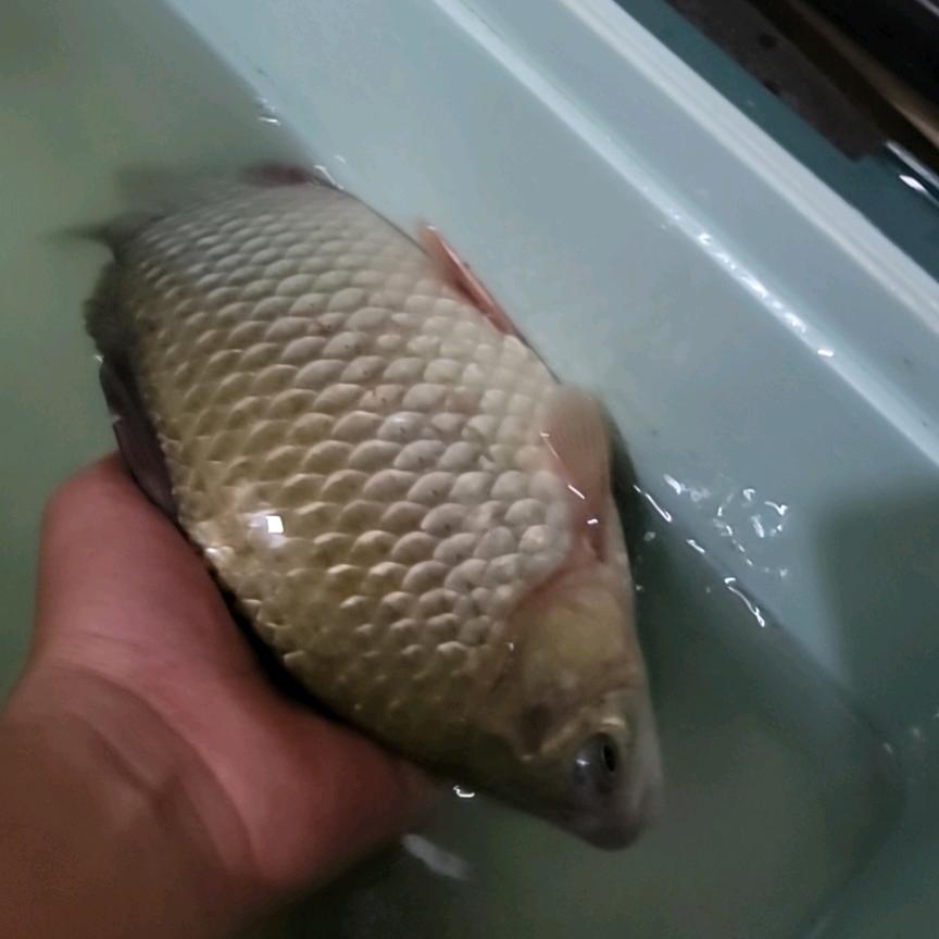 碧水鳞