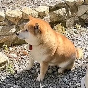 蛊孝子