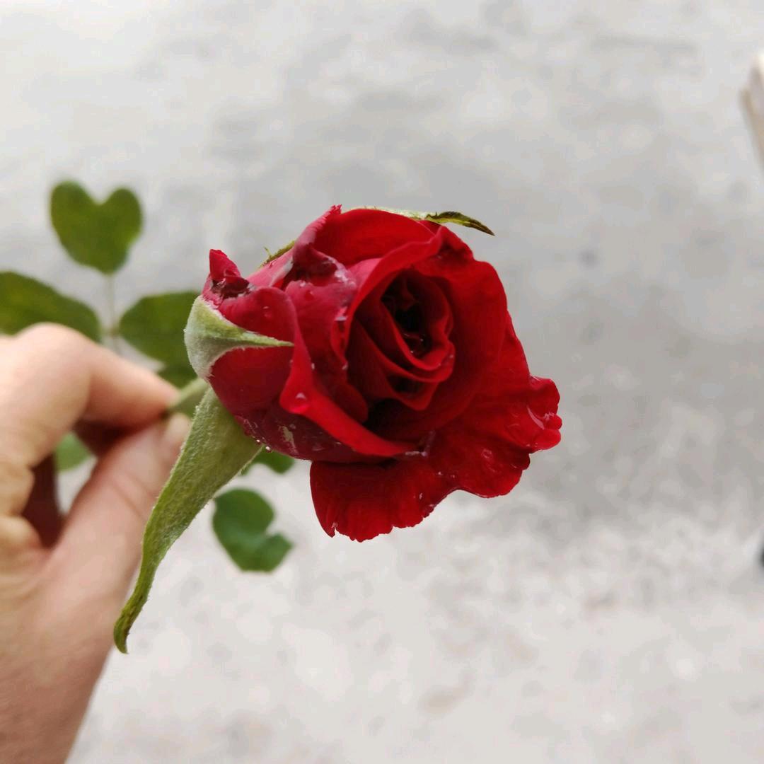 秦腔，无语。🍒🍎🍒