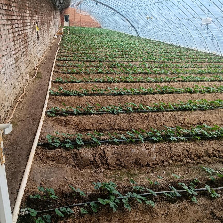 幸福安康。身体好吧。独宠开心。哈哈哈哈。